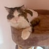 LUTZ + MR.JINGLES: gemeinsamer Neuanfang bei Maine Coon Fans