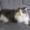 LUTZ + MR.JINGLES: gemeinsamer Neuanfang bei Maine Coon Fans
