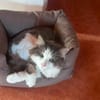 LUTZ + MR.JINGLES: gemeinsamer Neuanfang bei Maine Coon Fans