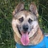 GINO - Pflegeplatz gesucht, Einzelplatz!