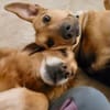 Freddi - ein richtig toller Hundekumpel
