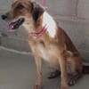 sanfte, liebe Lassie, ca. 46 cm hoch