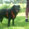 MISS PUMA sucht ruhiges Zuhause
