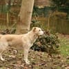 Tobi Labrador Mischling Rüde sucht Heim
