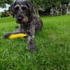 Negra sucht erfahrenes Für-Immer-Zuhause