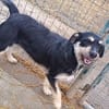 Lolita sucht ihr Zuhause für immer