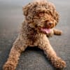LA-CODY-dufter Typ sucht ruhiges Zuhause