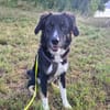 Feli sucht aktives und hundeerfahrenes Zuhause