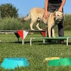Lucky- Klarer Typ , sucht klare Menschen