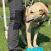 Lucky- Klarer Typ , sucht klare Menschen