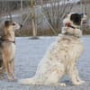 Rudi sucht Partner fürs Leben