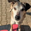 Rudi sucht Partner fürs Leben