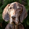 BIRKO - unser liebenswerter Hundesenior