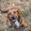 Super freundlicher Dackelmix Bub Hubert