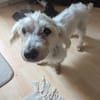 Nox  sucht seine Familie