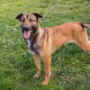 JASPER  Ein lieber Malinois-Mix