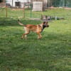 JASPER  Ein lieber Malinois-Mix