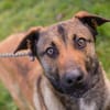 JASPER  Ein lieber Malinois-Mix
