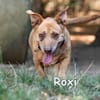 ROXI