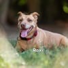 ROXI