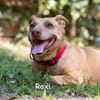 ROXI