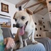 Pumba - einfach nur zum Knutschen