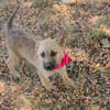 BLÜMCHEN  Eine kleine Pfote auf dem Weg ins große Glück