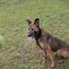 STELLA  Malinois-Mix-Hündin mit ganz viel Lebensfreude