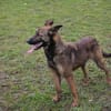 STELLA  Malinois-Mix-Hündin mit ganz viel Lebensfreude