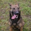STELLA  Malinois-Mix-Hündin mit ganz viel Lebensfreude