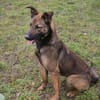 STELLA  Malinois-Mix-Hündin mit ganz viel Lebensfreude
