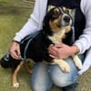 Kuschelkönig Merlin sucht Zuhause