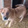 Aletta wurde im Tierheim geboren