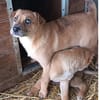 Aletta wurde im Tierheim geboren