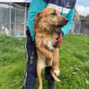 Yoko - kinderlieber Familienhund