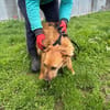 Yoko - kinderlieber Familienhund