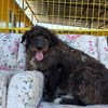 Fuzzy sucht sein Für-immer-Zuhause oder eine Pflegestelle
