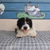 Nala sucht ihr Für-immer-Zuhause oder eine Pflegestelle