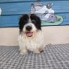 Nala sucht ihr Für-immer-Zuhause oder eine Pflegestelle