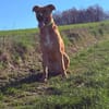 SAMMY - pfiffig und voller Energie