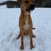 SAMMY - pfiffig und voller Energie