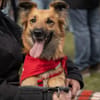 aktive & verschmuste DANI sucht einfühlsames Zuhause