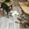 Dina u. Daisy suchen ein liebevolles Zuhause