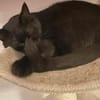 Gina sucht ein ruhiges, liebevolles Zuhause