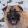 HEROY  Ein fröhlicher besonderer Hund sucht seine Menschen