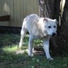 Dagobert lieber Senior su. ruhiges Zuhause