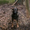 DUKE  Junger, lieber Rüde sucht seine Menschen