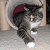 Sid sucht ein liebevolles Zuhause