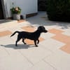CHARLIE - Nähe und Zuneigung täglich genießen