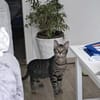 July sucht ein liebevolles Zuhause